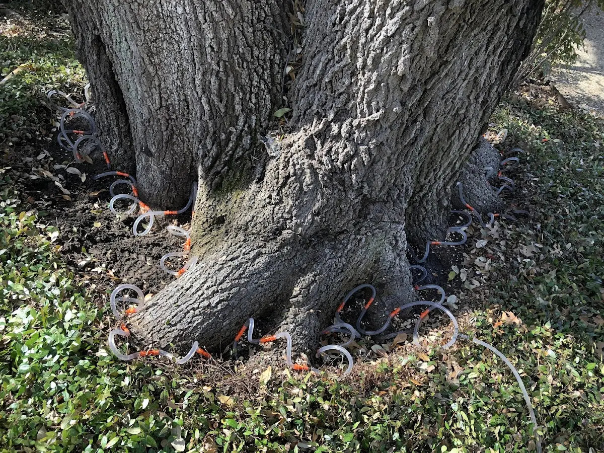 Detailed Shrub and Hedge Trimming job site in Clopton