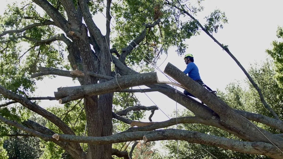 Professional Crown Thinning performed by certified arborists in Clopton