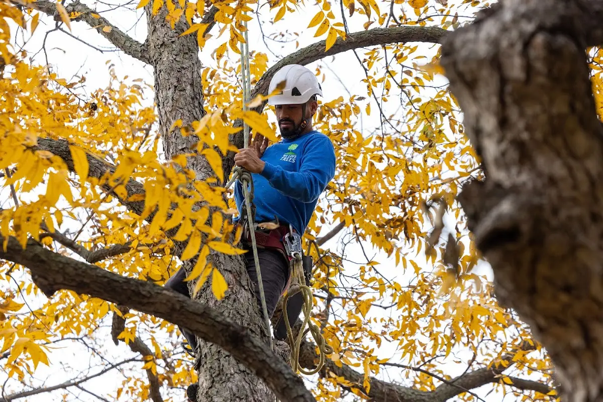 Skilled Tree Transplanting crew working in Clopton